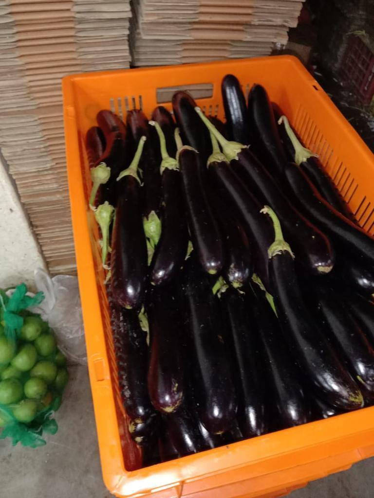 frutnveg 19