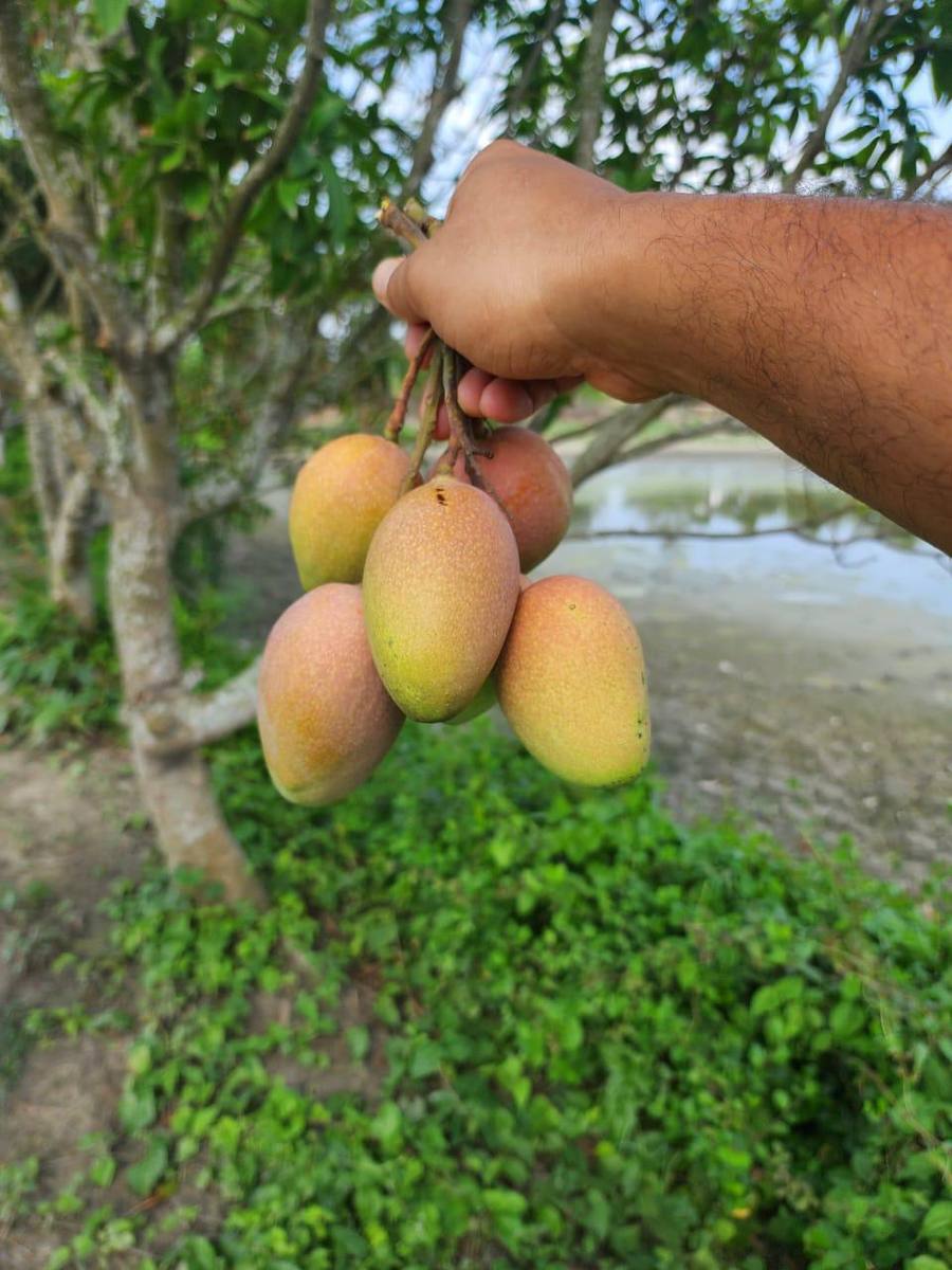 frutnveg 27